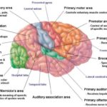 Childhood Neurological Conditions