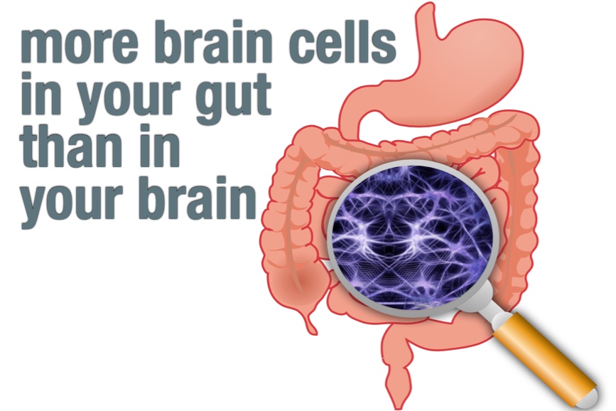Brain cells in gut