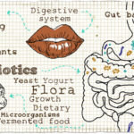 healthy gut flora