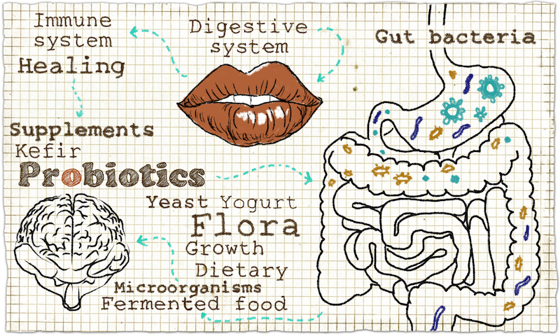 Probiotics and Digestive System Microbiome