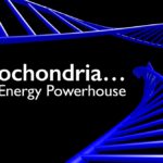 Mitochondria - the energy powerhouse
