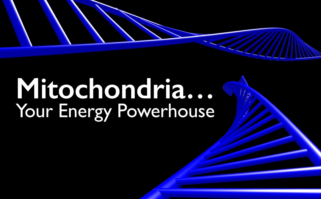 Mitochondria - the energy powerhouse