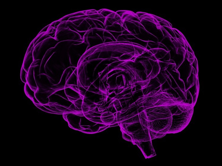 Brain Memory functions Alzheimer's Disease