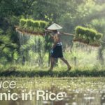 Reduce Arsenic in Rice