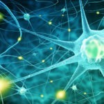 nerve cells neurotransmitters