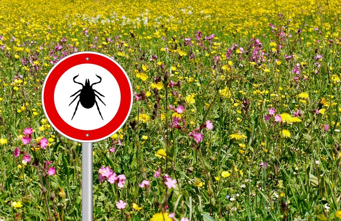 Stealth infections Lyme disease