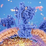 Mitochondria and Alzheimer's